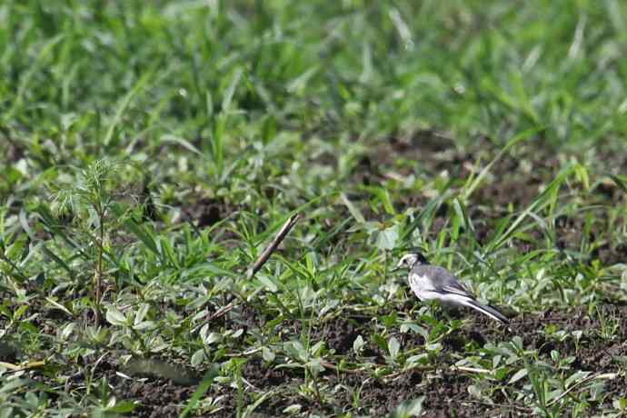 摄鸟拾趣（八） wbr白鹡鸰 wbr2012.07