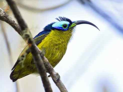 绝色攀禽：佛法僧目之地鴗