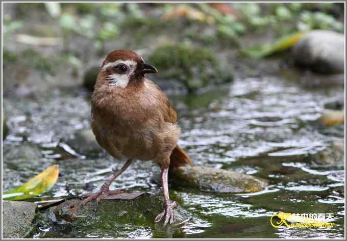 白头鹎和白颊噪鹛【照片】