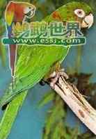 鹦鹉大全——古巴锥尾鹦鹉