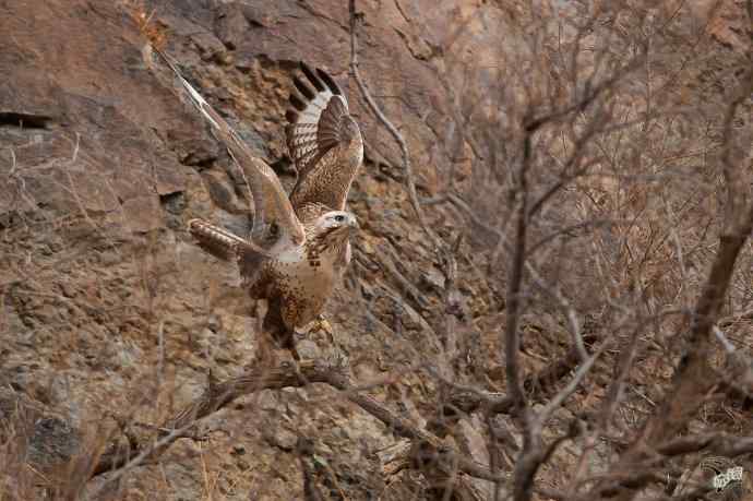 有背景的大鵟飞版