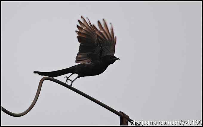 金海湖的鸟（1）鈥斺敽诰砦玻ㄗ橥迹