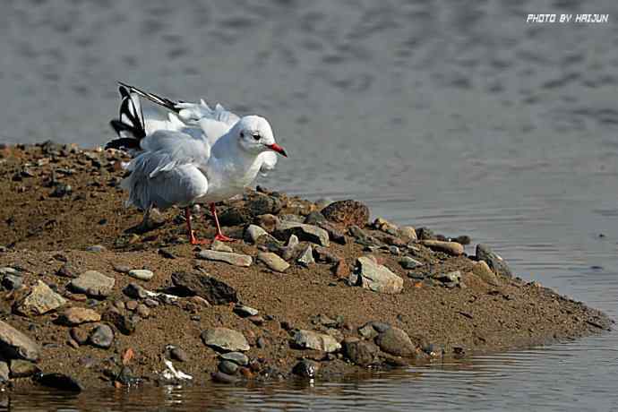 秋实（鹤鹬 wbr遗鸥 wbr扇尾沙锥 wbr金斑鸻）