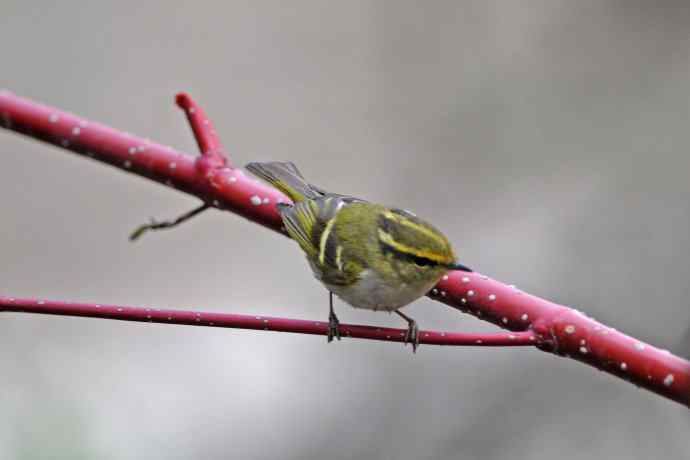 黄腰柳莺（25）