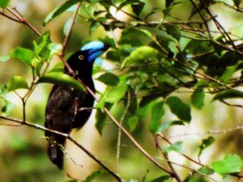 奇特的盔：盔鵙