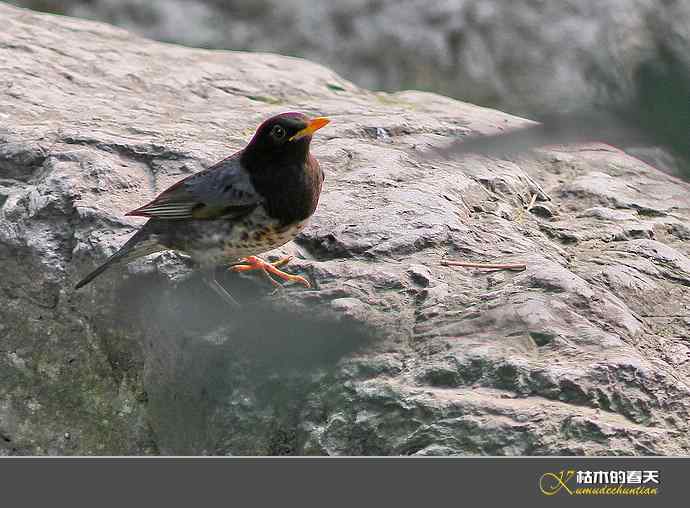 斑鸫&bull;宝兴歌鸫&bull;乌灰鸫【实拍】