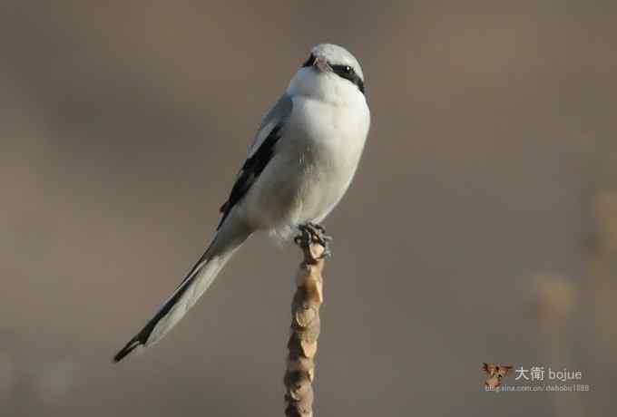寻大鸨 wbr三百里加急走密城 寻大鸨 wbr三百里加急走密城