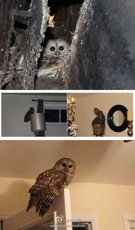 卡在烟囱里的猫头鹰