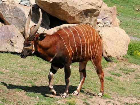 麒麟：传说的兽原型探秘（紫羚）