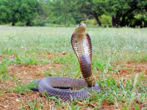 龙:传说的兽原型探秘(眼睛蛇类) 龙:传说的兽原型探秘(眼睛蛇类)