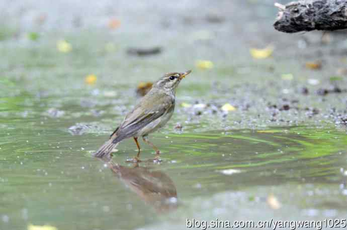 浴（极北柳莺）