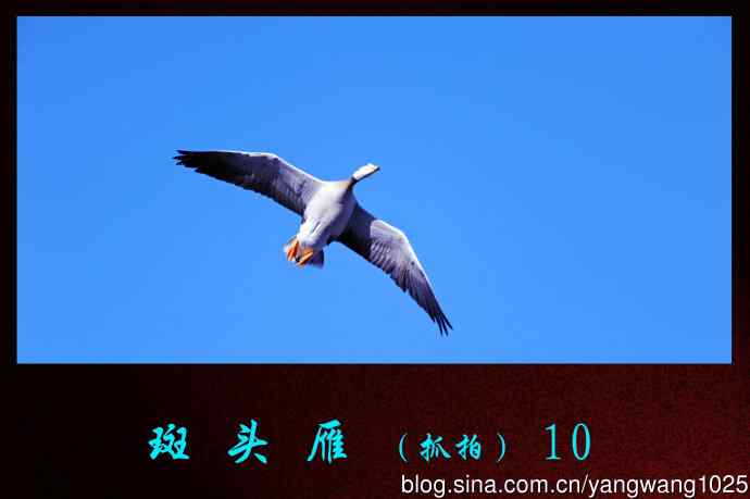 北京动物园的鸟类——斑头雁(抓拍)10