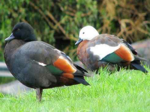 白头鸟系列：另类的美丽（黑胸麻鸭）