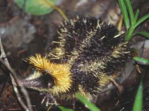 动物世界：山寨还是原创之三