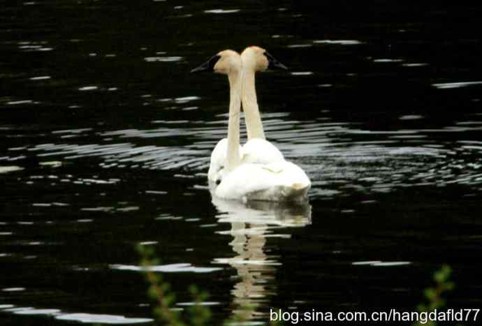 黑嘴天鹅 黑嘴天鹅