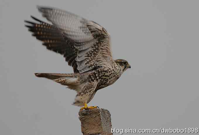 猎隼：国保二级猛禽