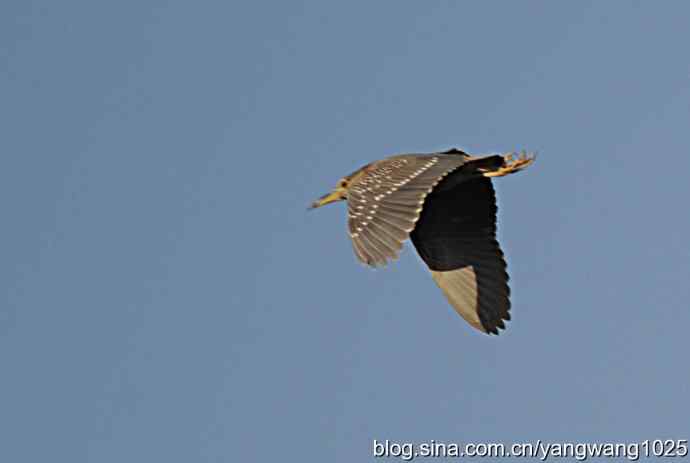 北京动物园的鸟类——飞（夜鹭）1