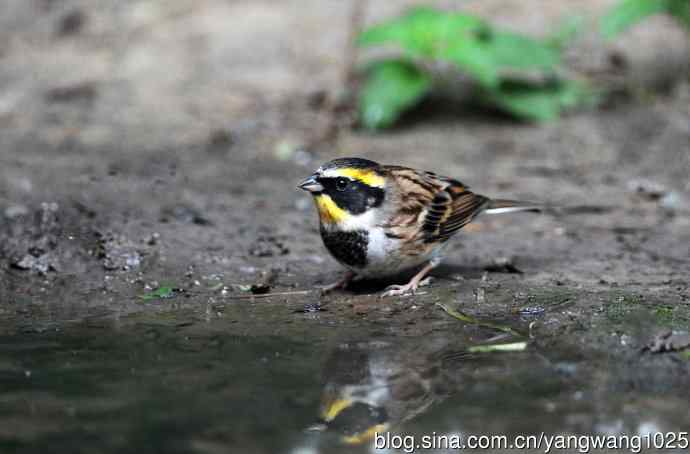 雄性黄喉鹀(3) 雄性黄喉鹀(3)
