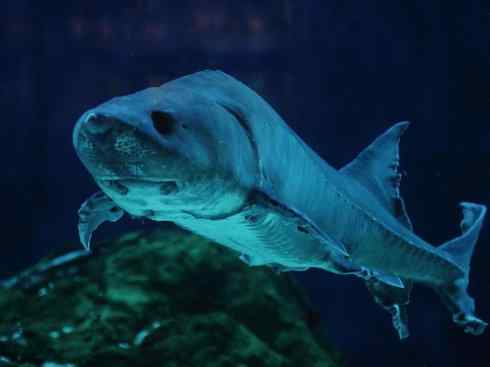 鱼类活化石：中华鲟