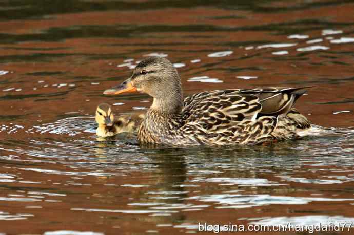 美国鸟类摄影——野鸭母子
