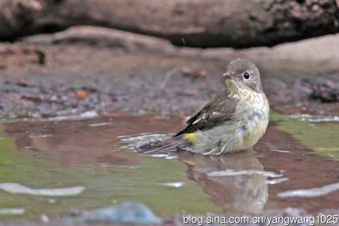 雌性白眉姬鹟(18) 雌性白眉姬鹟(18)