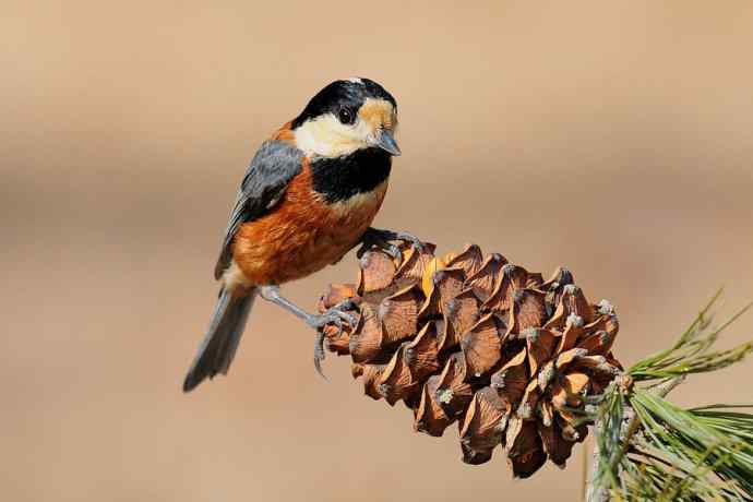 【新鸟】稻香湖的杂色山雀