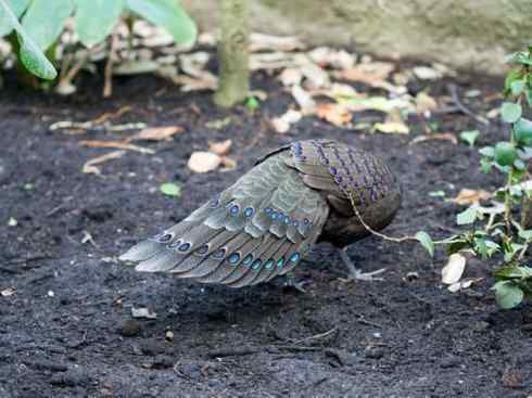 凤凰：传说中的鸟原型探秘（孔雀雉）