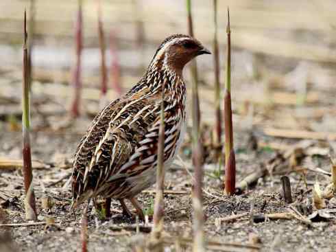 凤凰：传说的鸟原型探秘（鹌鹑）