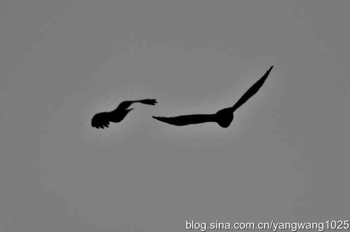 剪纸(空中的战斗) 剪纸(空中的战斗)