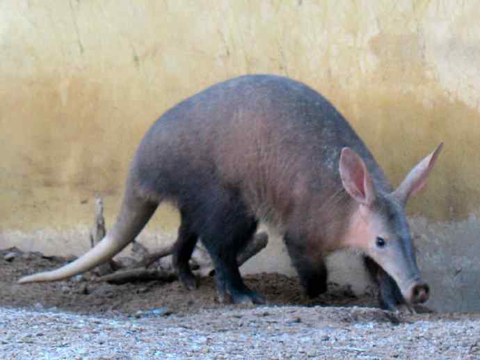 盘点十二大著名食蚁动物：土豚