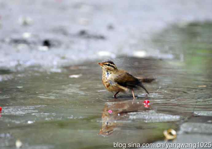 洗浴中的褐柳莺