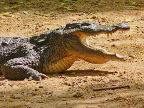 龙：传说的兽原型探秘（鳄类）