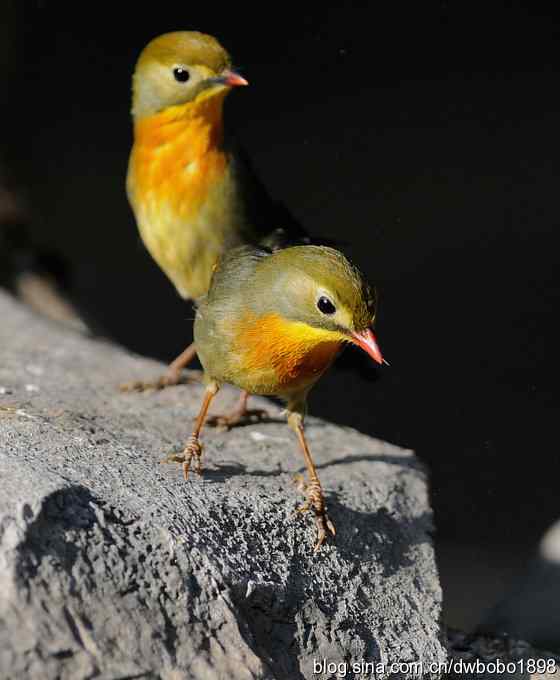 相思趣拍-贺三八国际妇女节