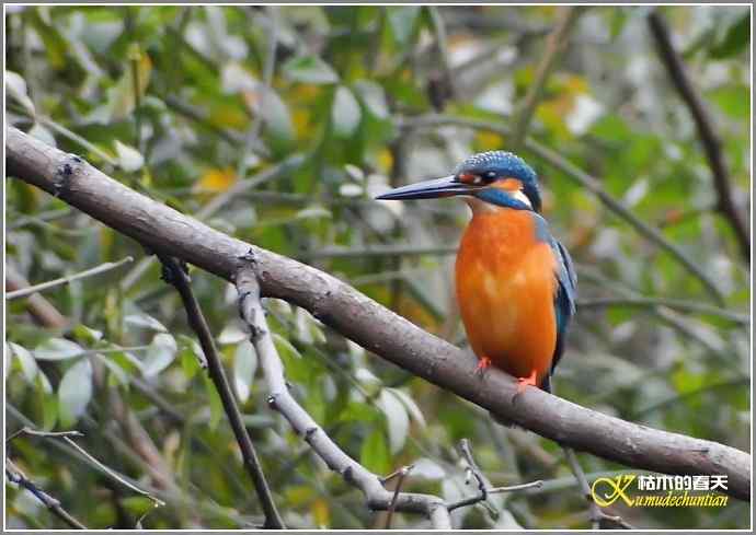印象翠鸟【照片】