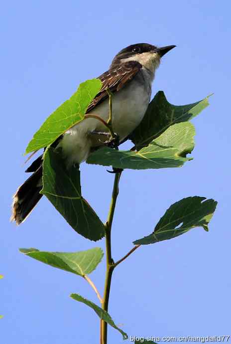 美国鸟类摄影——东霸鹟（1）