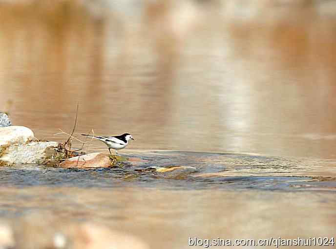 生境鸟片.风景独好