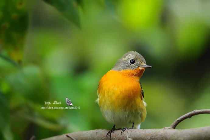 萌鸟鈥斺旔都l贺双十一