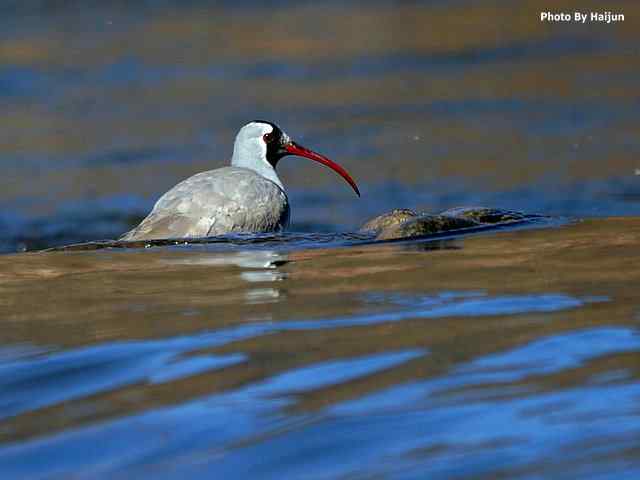 峡谷中观赏百态鹮嘴鹬