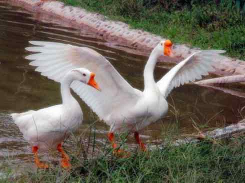 家禽驯化之源之三