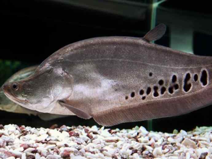鱼类活化石：铠甲弓背鱼