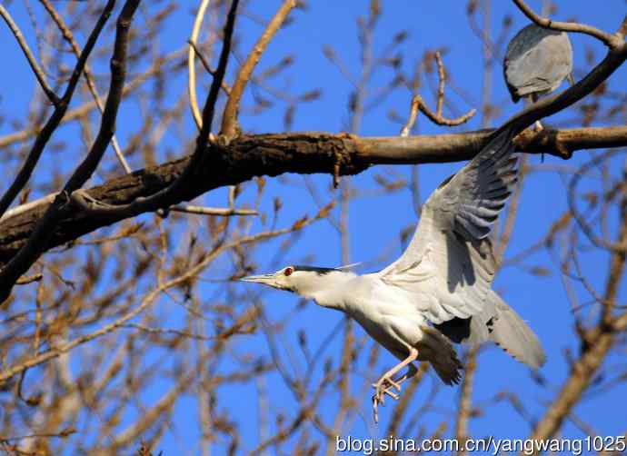 落向枝头的夜鹭（1）