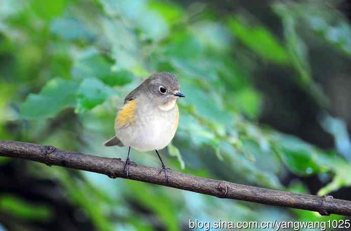 雌性红胁蓝尾鸲（60）