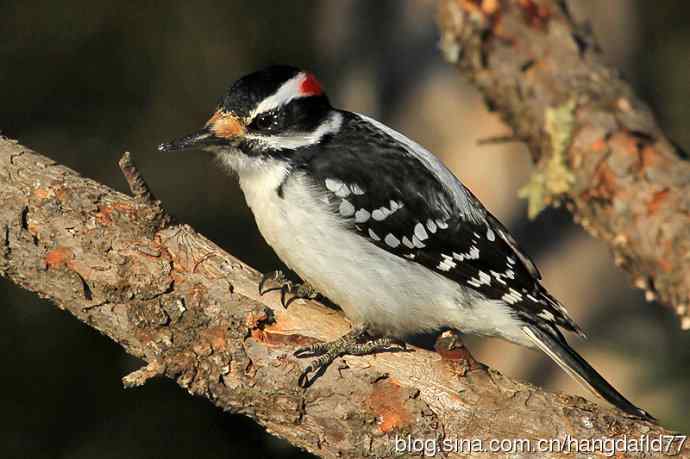 毛发啄木鸟(4) 毛发啄木鸟(4)