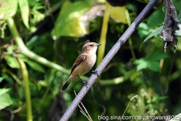 雌性黑喉石即鸟（2）