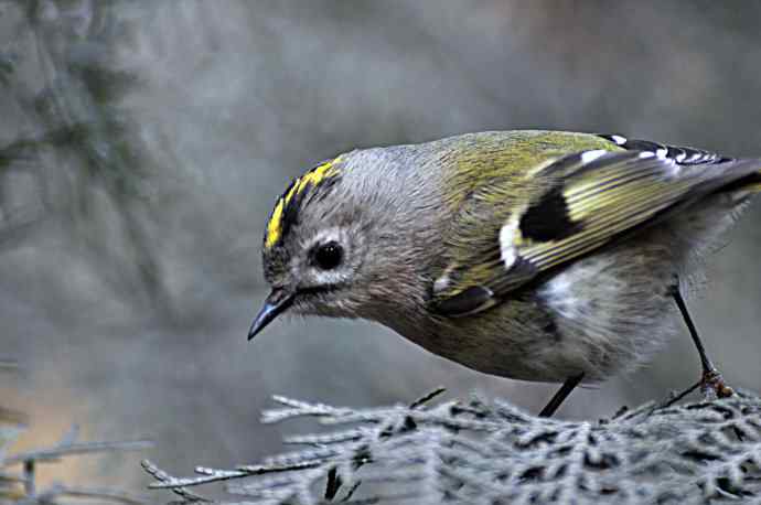 戴菊 wbr2 戴菊 wbr2