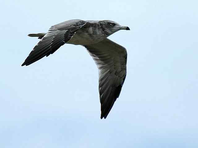 北戴河湿地演绎鸥鹭风情