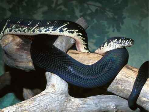 龙:传说的兽原型探秘(树蟒类) 龙:传说的兽原型探秘(树蟒类)