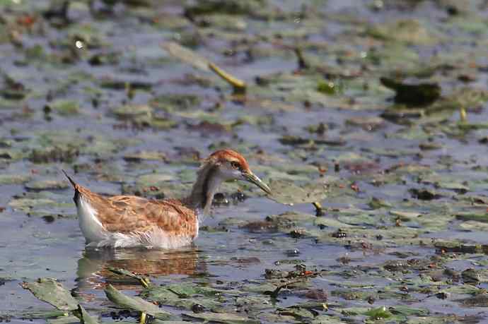 摄鸟拾趣（十八） wbr wbr水雉