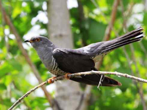 奇特的盔:大犀鹃 奇特的盔:大犀鹃