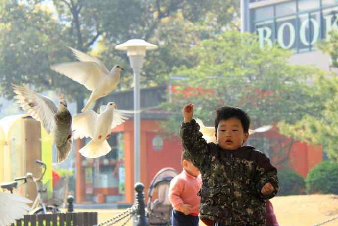 孩子与白鸽